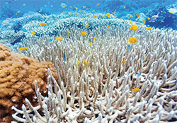 arrecife-de-coral-en-campeche-1
