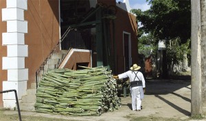 quintana-roo-yucatan-futuro-sustentable-2